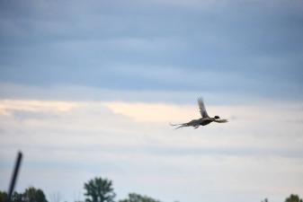 Pheasant flying against the sky, pheasant hunting Texas concept.