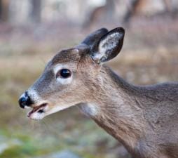 Close-up of a button buck, doe vs button buck concept.