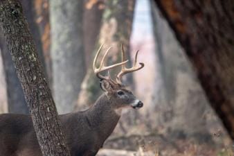 A whitetail buck in the trees, Ohio deer season concept.