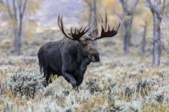 A moose with large antlers walks through a field.