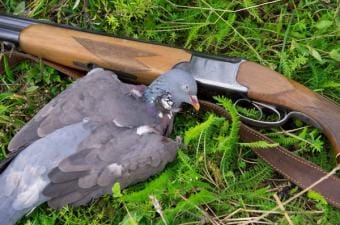 Dove laying next to shotgun after hunt, dove hunting setup concept.