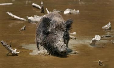 A wild hog in muddy water.