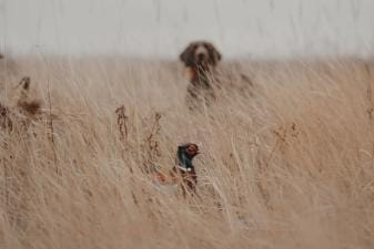 Upland bird in brush with dog in the background.