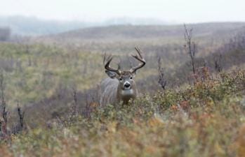 A whitetail buck peeks over a ridge in a field, deer hunting season NY concept.