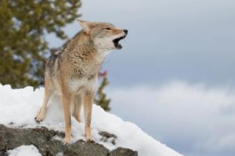 A coyote howls on a snowy rock.