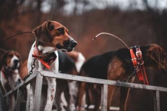 Beagles ready to hunt, how to hunt rabbits with dogs concept.