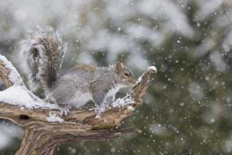 A squirrel sits on a tree limb in the winter, squirrel hunting tips.