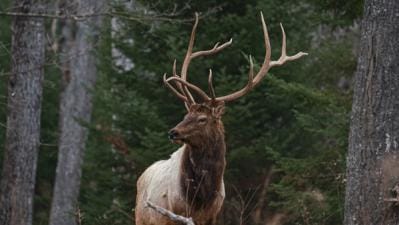 Close-up of a bull elk in the trees, Colorado OTC elk tags concept.