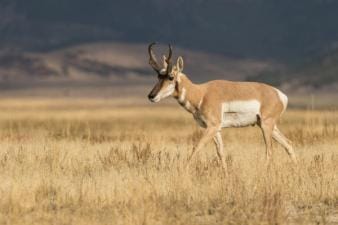 Pronghorn walking in a field, scouting before pronghorn hunting concept.