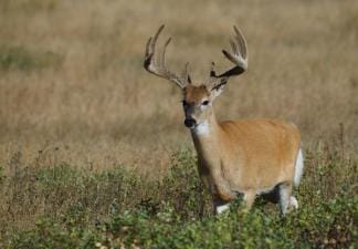 Buck deer with velvet on the antlers.