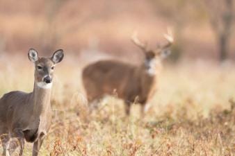 A doe in focus with a buck deer blurred standing behind in a field.