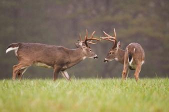 Two whitetail bucks face off, understanding deer sounds concept.