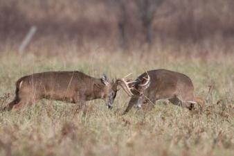 Two aggressive bucks fighting in a field, when to use the deer snort wheeze concept.