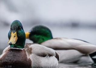 Close-up of two ducks on the water, best times for hunting waterfowl concept.