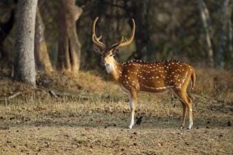 An axis deer buck standing in a field near trees.