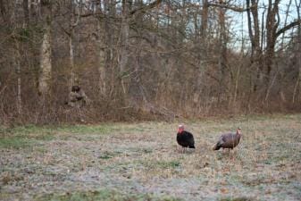 A hunter waits in the trees watching turkey decoys in field, early season turkey hunting tips concept.